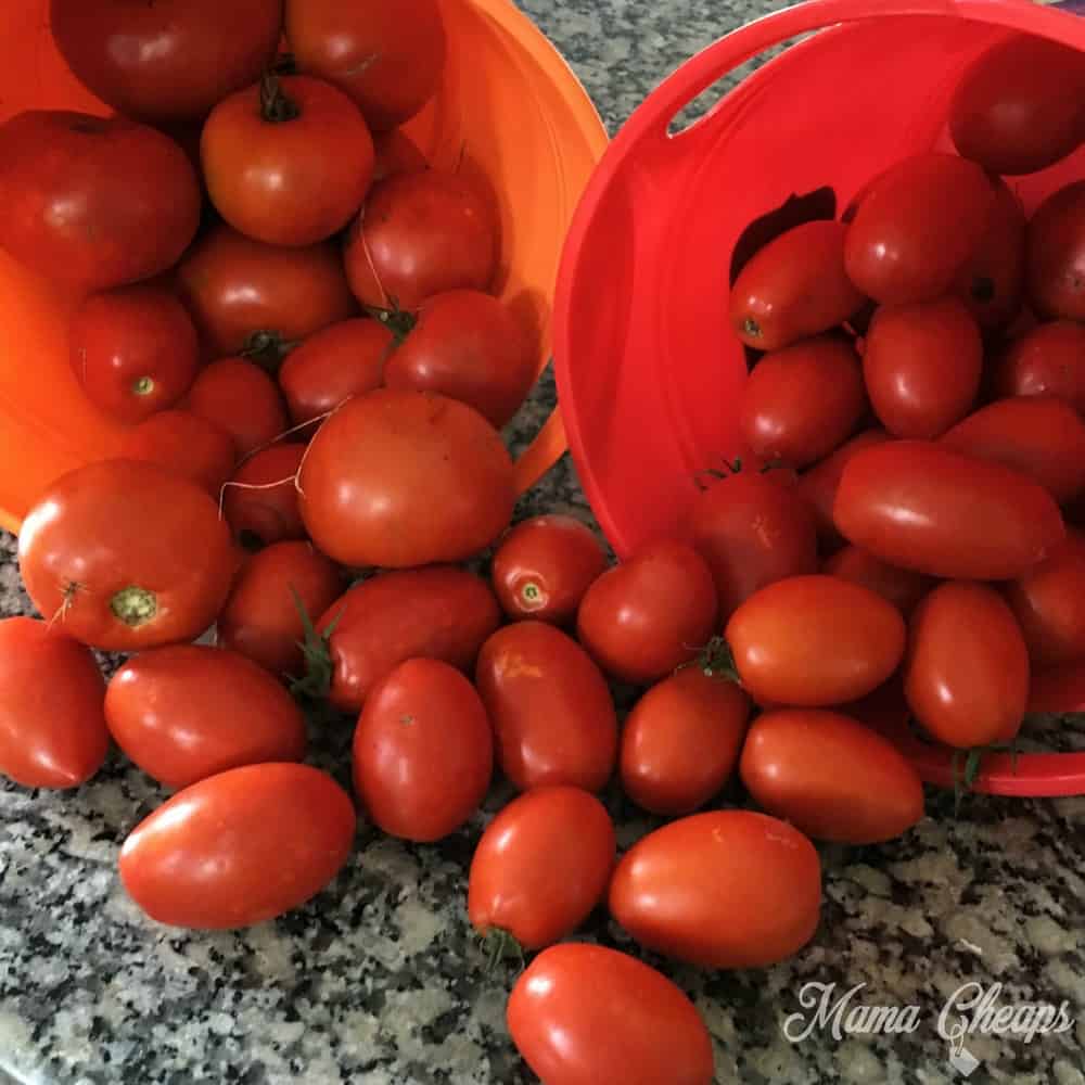 Tomatoes from Garden